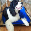 Dogs love their Cooling Mats | CoolChampions Brand