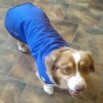 assistance dog