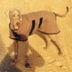 Bentley from Abu Dhabi